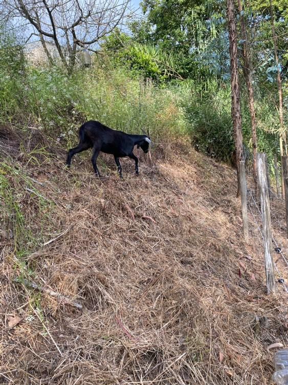 Cabra nova para mudar de pasto