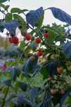 Framboesa amarela - plantas