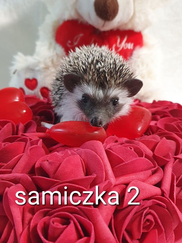 Jeż pigmejski jez afrykański