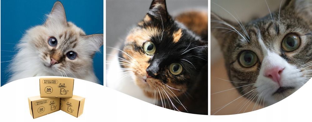 Karma Mokra Dla Kotów Mix Smaków, 100 Saszetek, Duża Paka