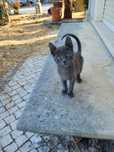 Gatinhos para adoção