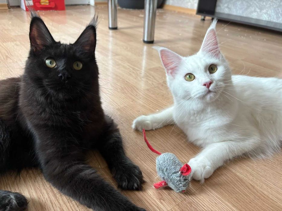 Кошенята мейн-кун продаж, 9 мiсяців