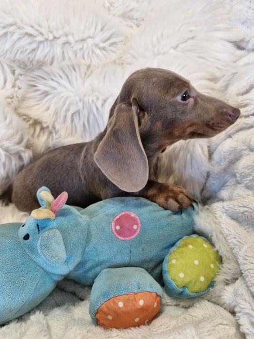 **SNUFI**jamnik miniaturowy piesek liliowy gotowy do zmiany opiekuna