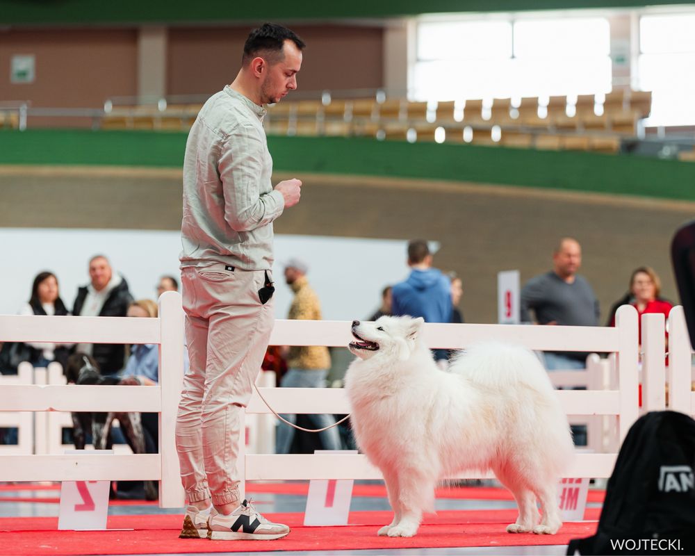 Samoyed szczenię ZkwP FCI