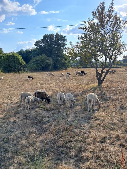 Lote de borregos