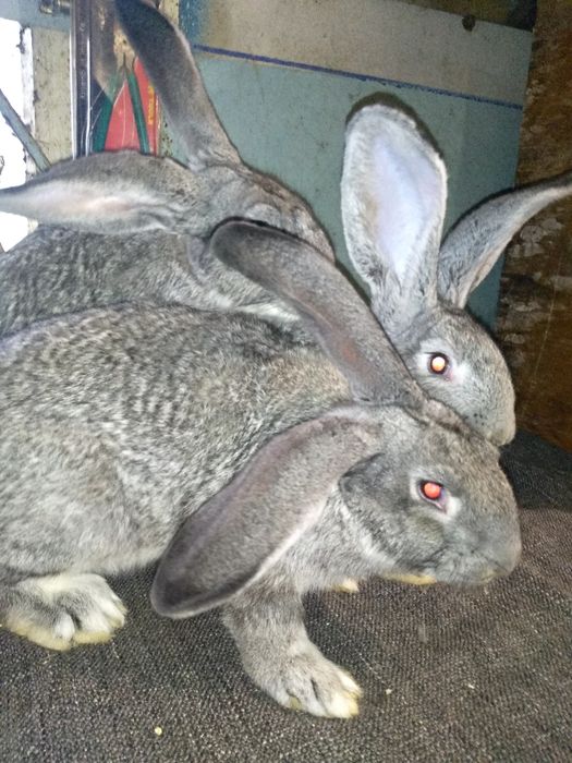 кролики породы советская шиншилла , в продаже самцы и самки.