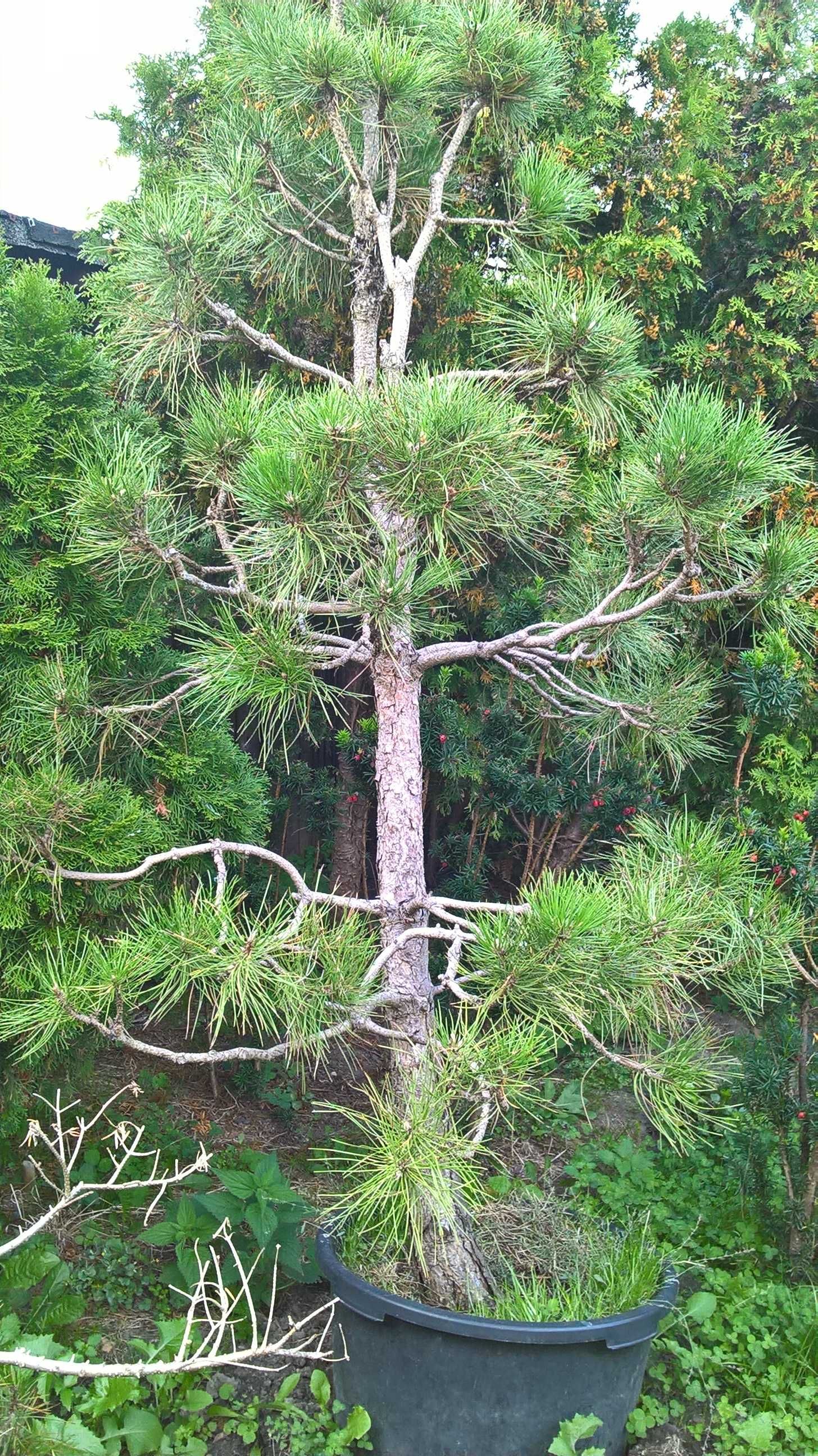 Ogrodowe Bonsai Sosna Czarna