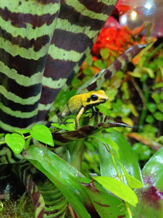 P.bicolor drzewołaz