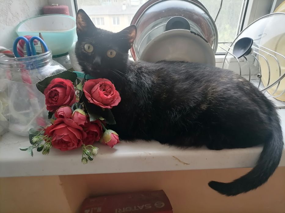 Передержка котов