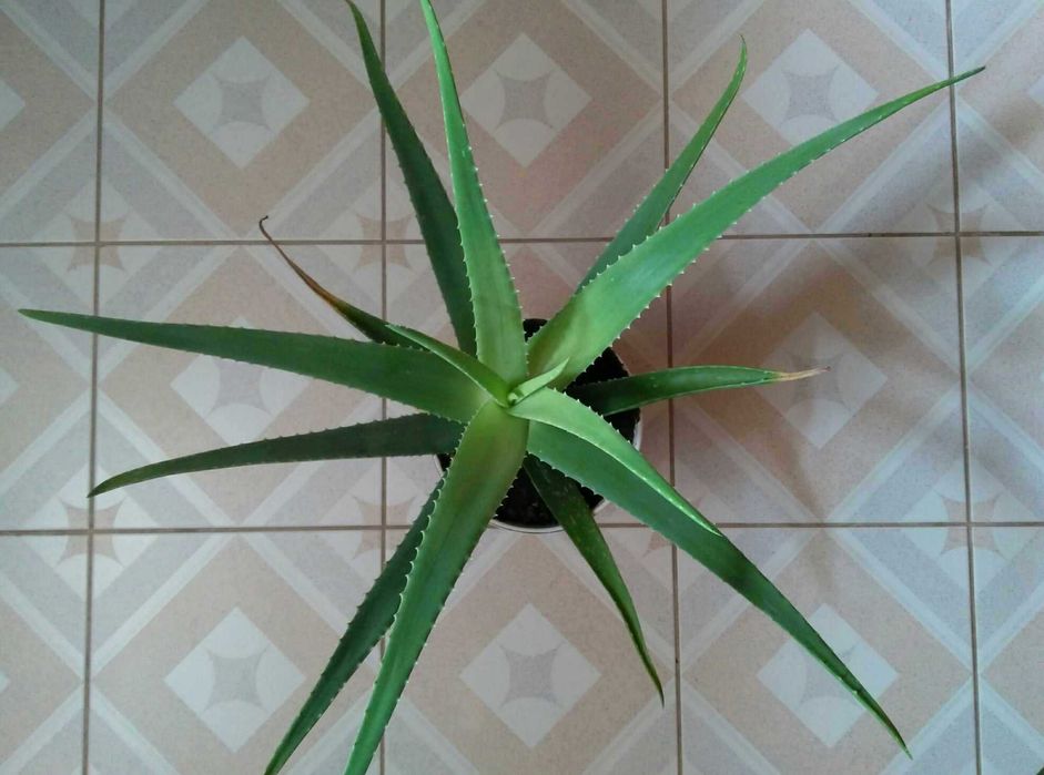 Aloes w ozdobnej doniczce