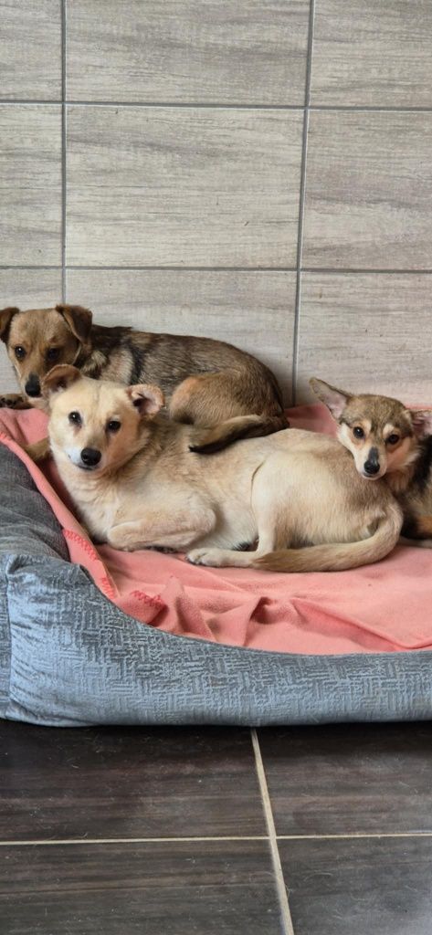Maleńka, kruszynka do adopcji