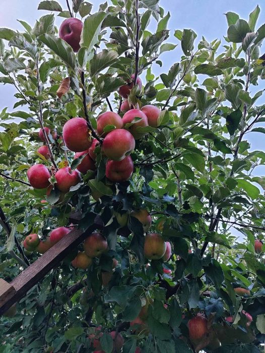 Продам домашні яблука