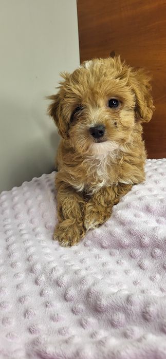 Maltipoo suczka f1