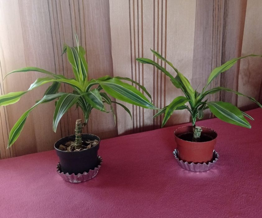 Драцена лайм пёстрая, фикус Бенджамина