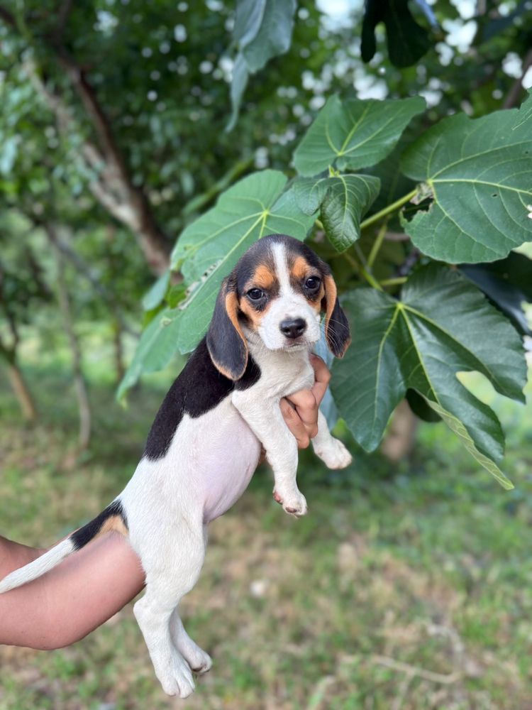 Beagle Femea espetacular