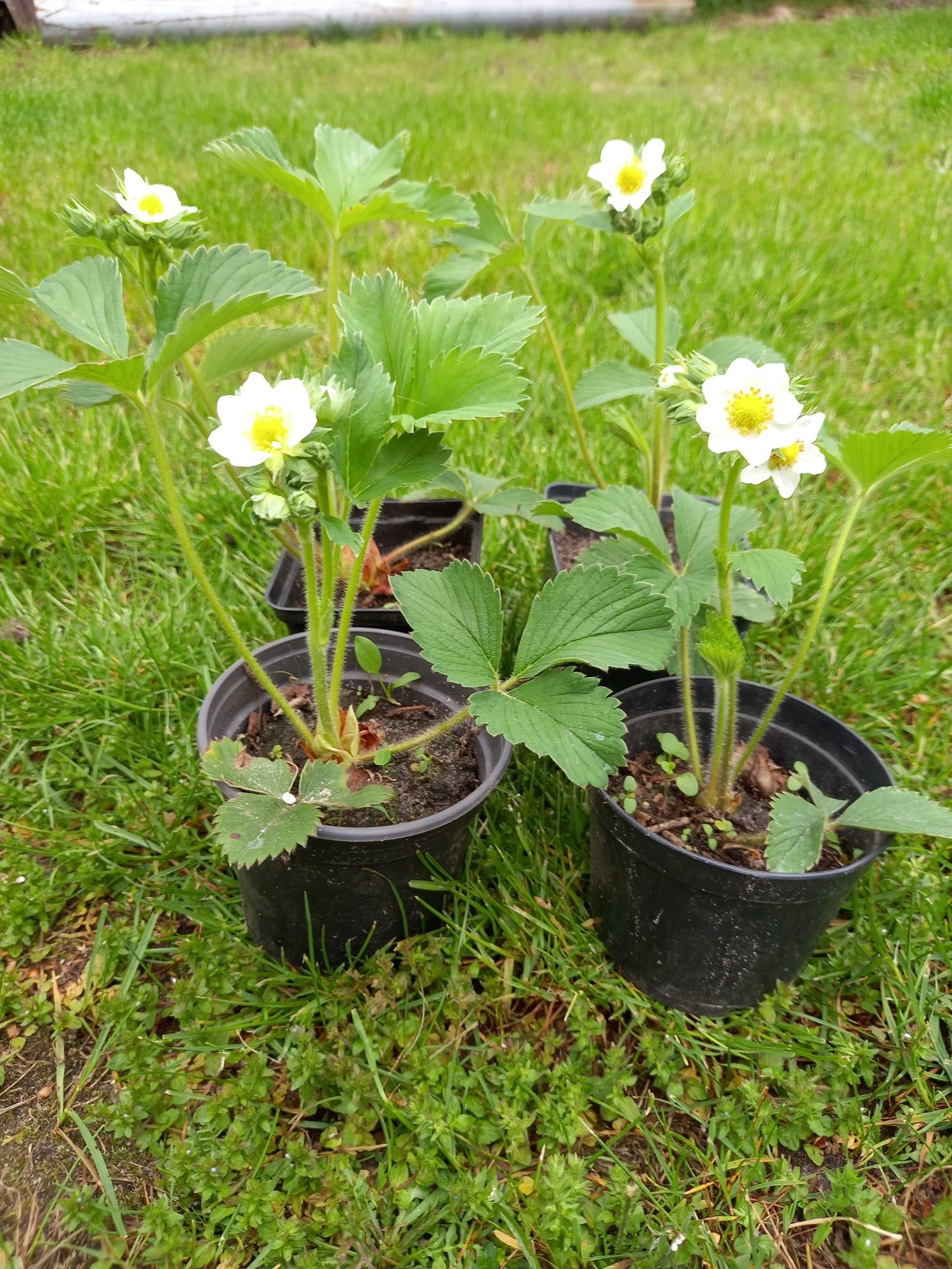 Sprzedam  sadzonki truskawki Kama ,wczesna .w pojemnikach  .