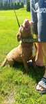 Pitbull terier 2 lata