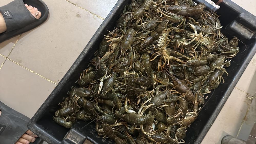Раки опт и розница не дорого