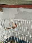 Vendo canários alerquim portugues variagado e lipocromo
