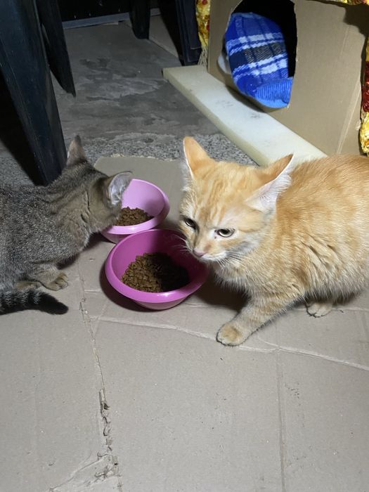 Допоможіть знайти сімʼю,викинули нелюди в такий холод