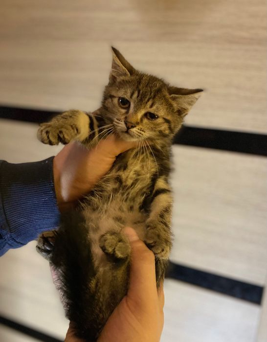 Котята( в хорошие руки)