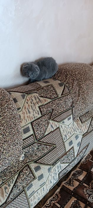 Шотландська висловуха киця