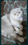 Вязка Шотландский Кот