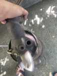 Vendo filtro de particulas bmw 20d