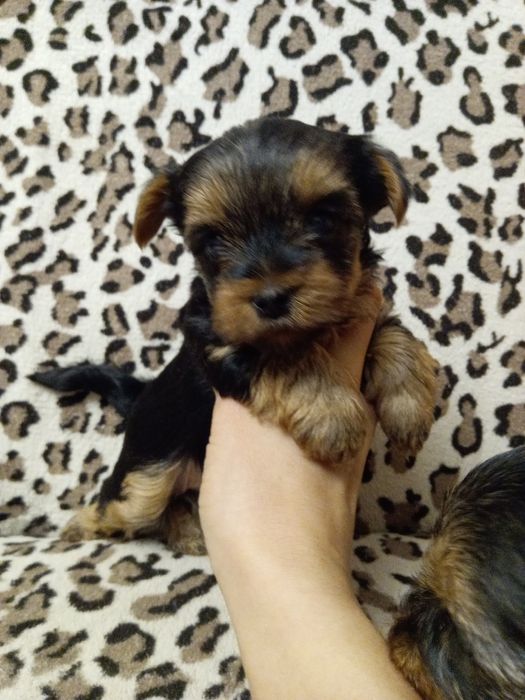 Девченки йорочки Одесса