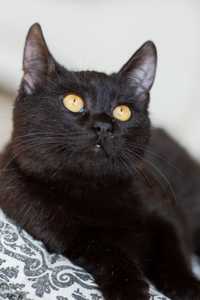 Черная Бася 1 годик, котенок, кошка