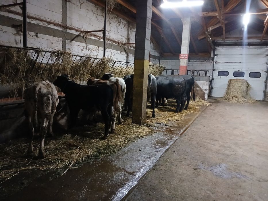 Skup bydła i cieląt SUROWIEC gotówka przelew 24 godz