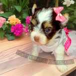 Wesoła, ciekawska niezwykła suczka Biro Yorkshire Terrier