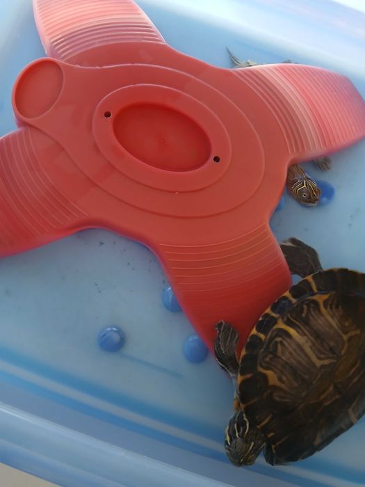 Tartaruga grande 80 euros reservada vendo tartarugueira