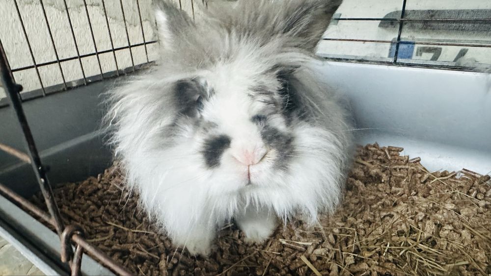 Adopcao de coelho de 1 ano e meio