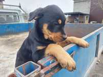 Piesek, suczka rottweiler