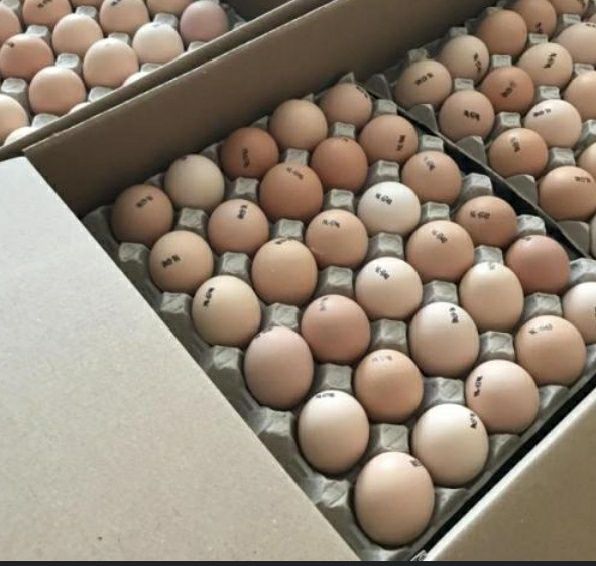 Яйця для інкубації курей домінантів