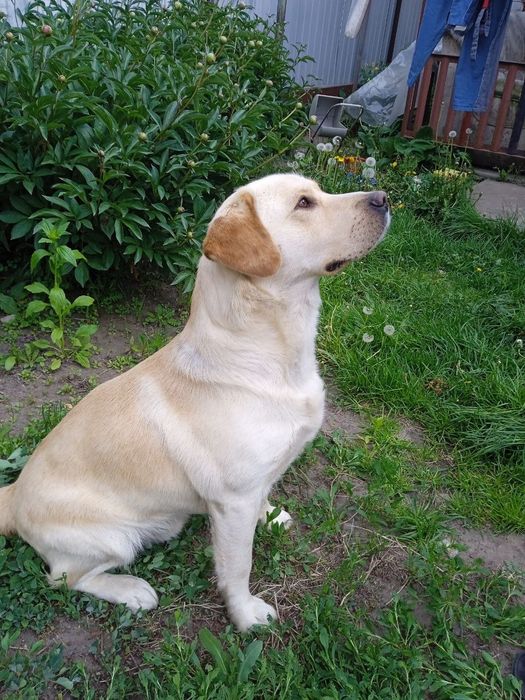 Кобель Лабрадора для вязки