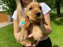 cocker spaniele angielskie - piesek z metryczką