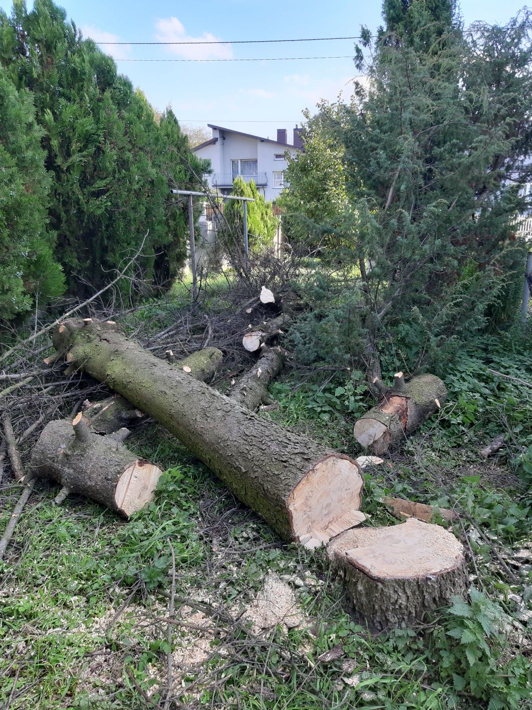 Wycinka drzew  trudnych z podnośnika cięcie drzewa karczowanie działek