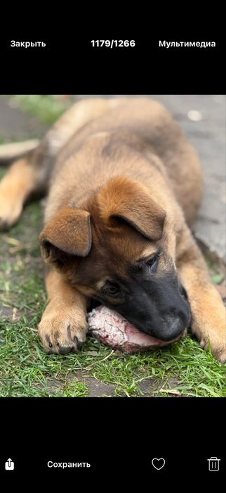 Щенки немецкой овчарки Харьков