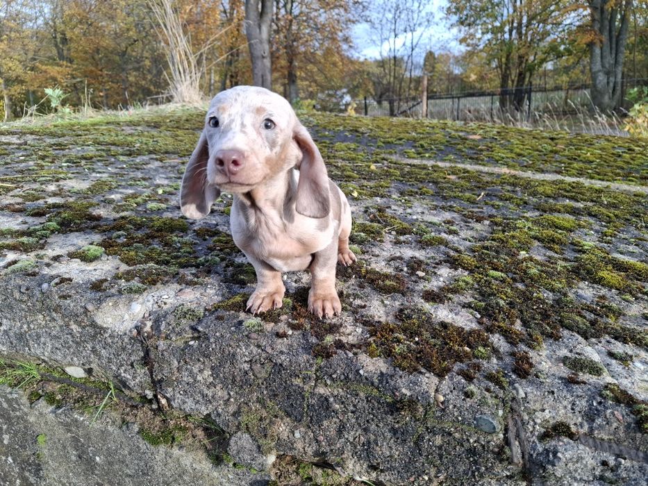 jamnik miniaturowy piesek