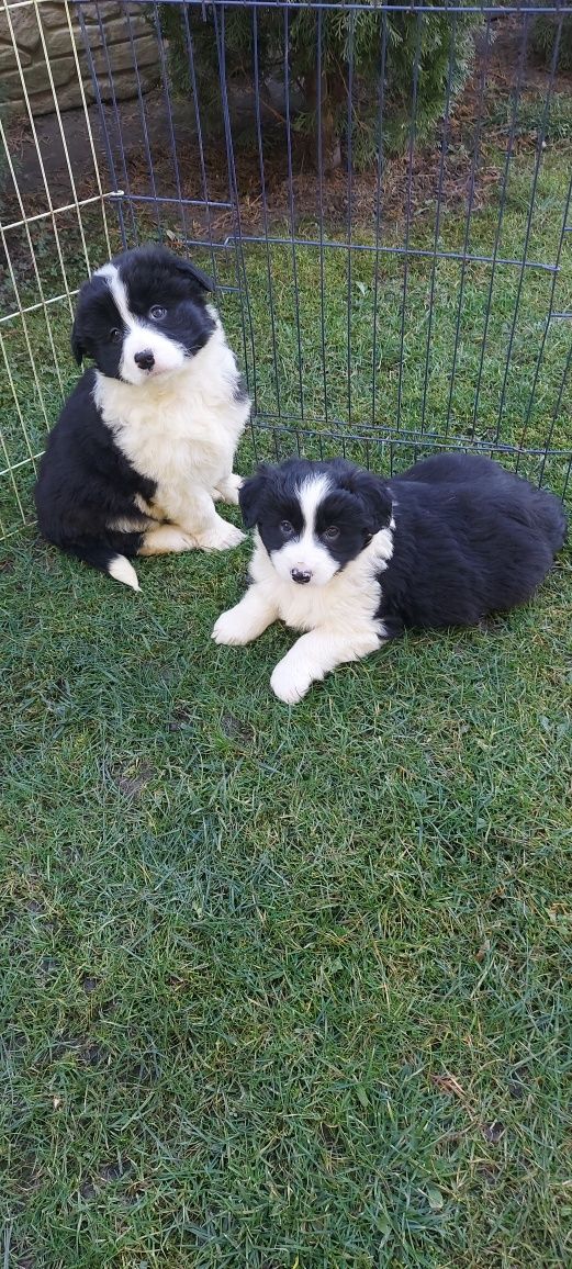 Border collie szczeniak!