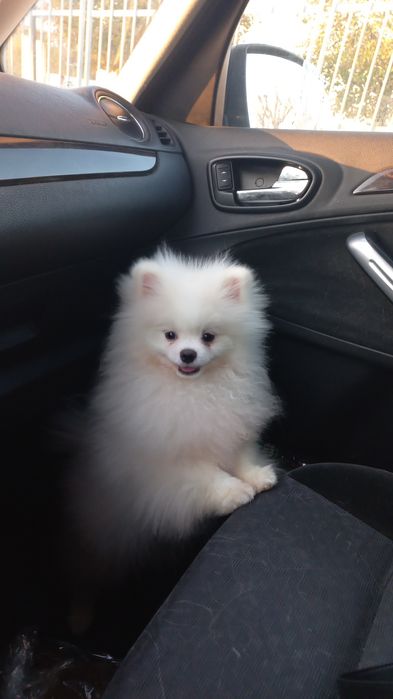 Spitz alemao anao/ lulu da Pomerânia