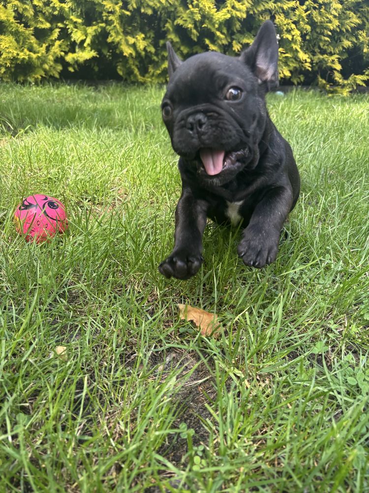Buldog Francuski ZkwP FCI Piesek