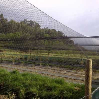 Rede Anti-pássaro 4mx70m (280m2)