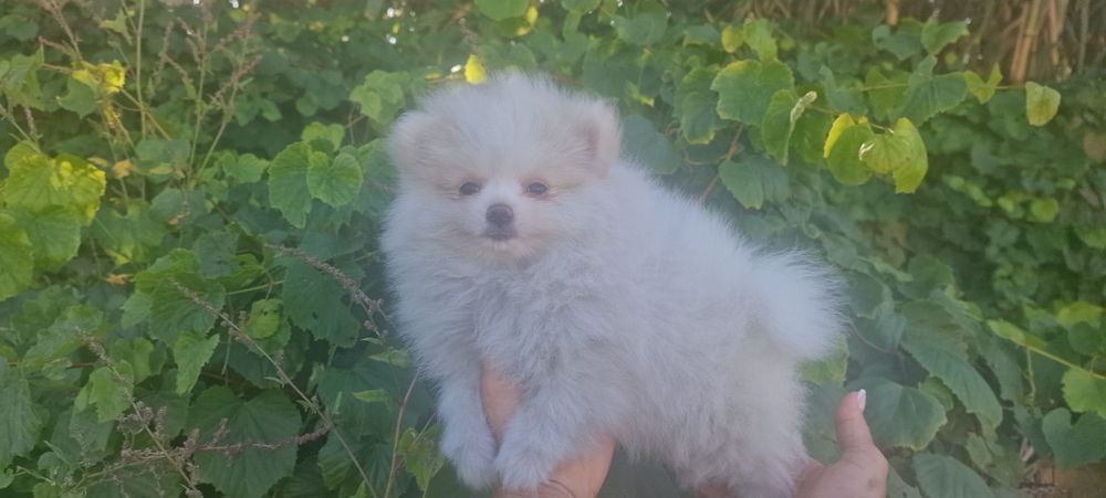 Lulu da Pomerânia fêmea muito pequenina