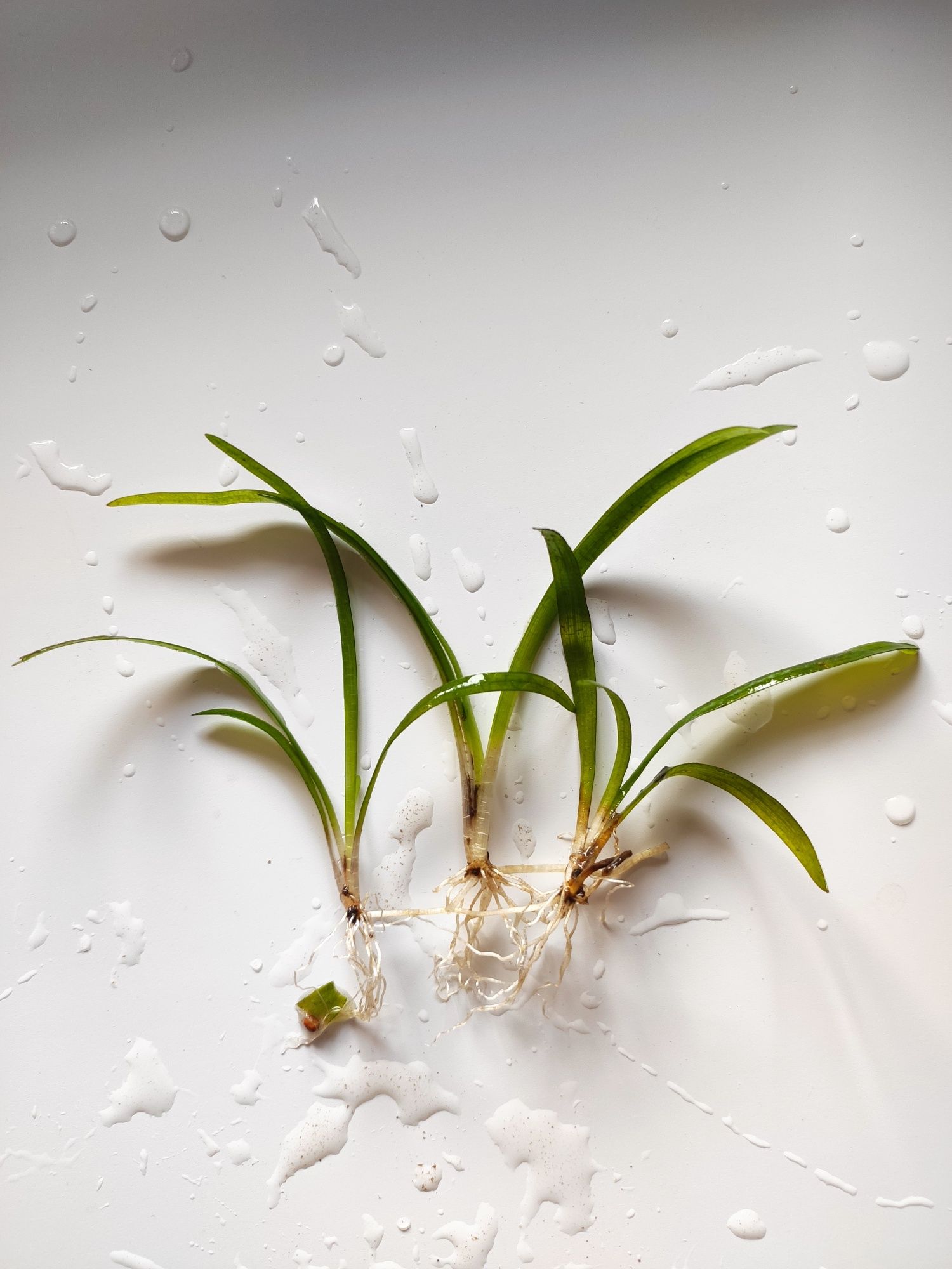 Аквариумное растение Эхинодорус нежный тенеллус