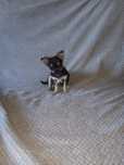 Miniaturowy piesek chihuahua