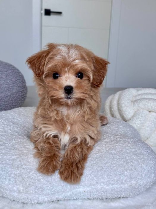 Мальтіпу мікро міні стандарт