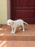 Golden retriever suczka